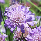 Scabiosa