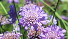 Scabiosa image