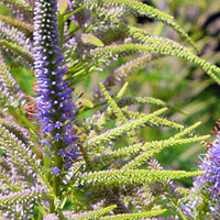 Veronicastrum