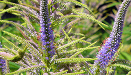 Veronicastrum image