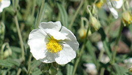 Zonneroosje image