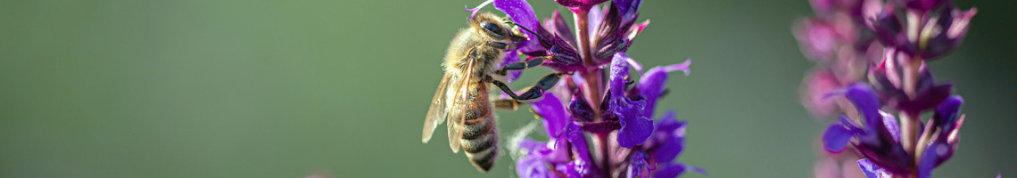 Bijenplanten