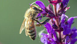 Bijenplanten  image