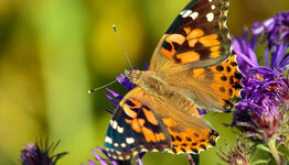 Vlinderplanten image