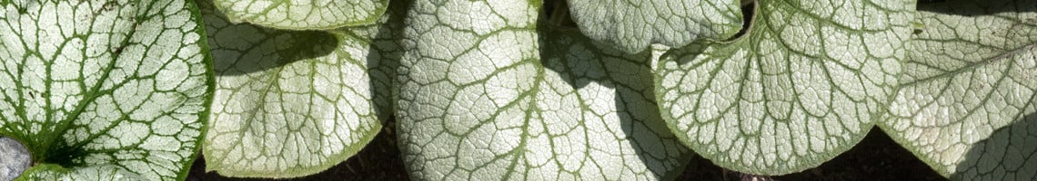 Brunnera