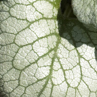 Brunnera 