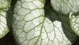 Brunnera  image