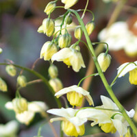 Epimedium