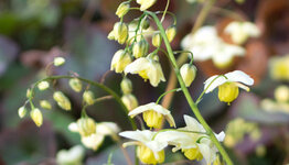 Epimedium image