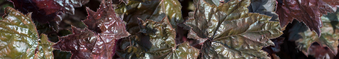 Heuchera