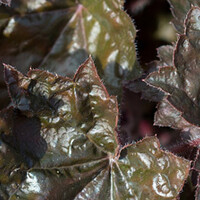 Heuchera