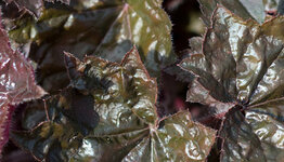 Heuchera image