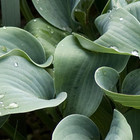 Hosta