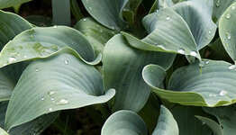 Hosta image
