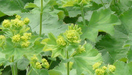 Vrouwenmantel image