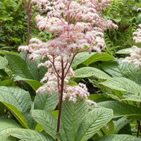 Rodgersia