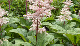 Rodgersia image