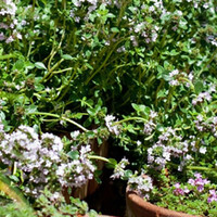 Kruidenplanten