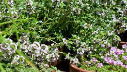 Kruidenplanten image