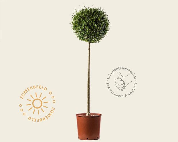 Ligustrum delavayanum - op stam