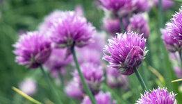 Bieslook image