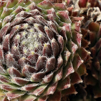 Sempervivum