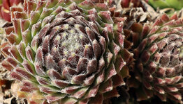 Sempervivum image