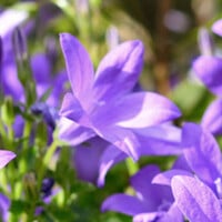 Campanula