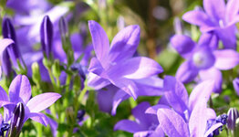 Campanula image