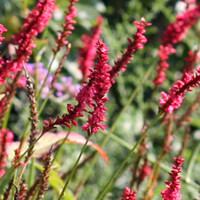 Persicaria amplexicaulis