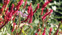 Persicaria amplexicaulis image