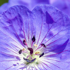 Geranium