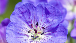 Geranium image