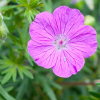 Geranium sanguineum