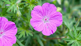 Geranium sanguineum image
