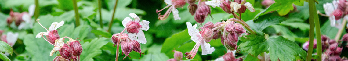 Geranium macrorrhizum