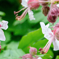 Geranium macrorrhizum