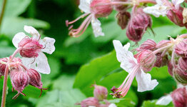 Geranium macrorrhizum image