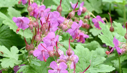 Bodembedekkende geraniums image