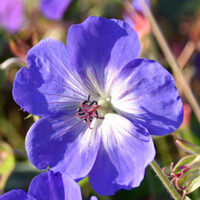 Doorbloeiende Geranium