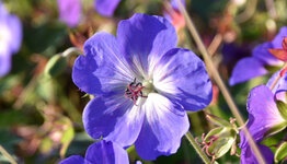 Doorbloeiende Geranium image