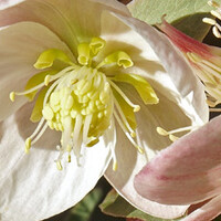 Helleborus