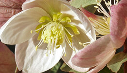 Helleborus image