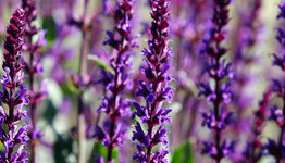 Salvia image