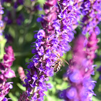 Salvia nemorosa
