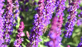 Salvia nemorosa image