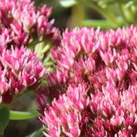 Sedum 