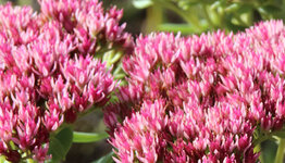 Sedum  image