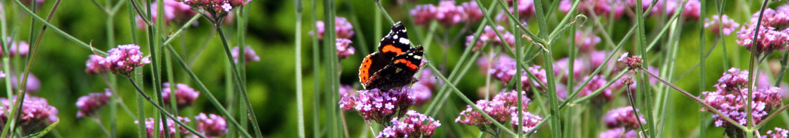 Verbena