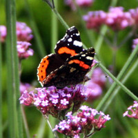 Verbena 